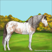 Horse Color:Amber Champagne Sabino Tobiano Appaloosa  and Amber Champagne Sabino Splash Tobiano Appaloosa 