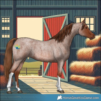 Horse Color:Red Roan Tobiano 