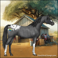 Horse Color:Blue Roan Appaloosa 