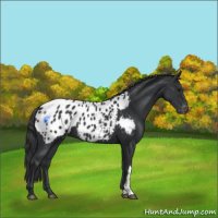 Horse Color:Black Appaloosa 