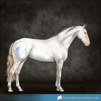 Horse Color:Buckskin Roan Pearl Appaloosa Rabicano 