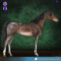 Horse Color:White Spotted Liver Chestnut