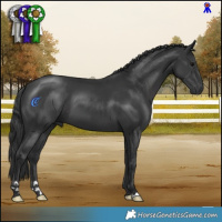 Horse Color:Black 