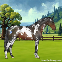 Horse Color:White Spotted Brown 