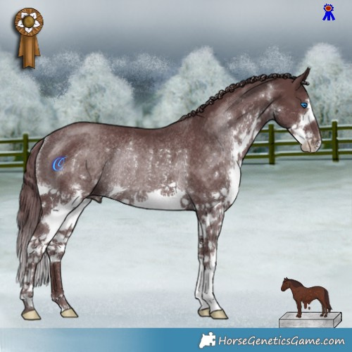 Horse Color:Chocolate Black Splash Rabicano 