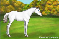Horse Color:Chestnut Ice Splash Tobiano Frame Appaloosa Rabicano