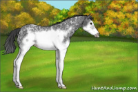 Horse Color:Black Ice Sabino Splash Frame Appaloosa Rabicano