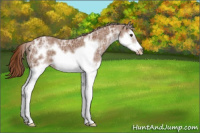 Horse Color:Chestnut Ice Sabino Splash Frame Appaloosa Rabicano