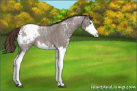 Horse Color:Liver Red Ice Roan Sabino Splash Snowcap Rabicano 