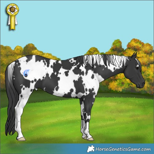 Horse Color:White Spotted Black 