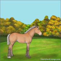 Horse Color:Silver Bay 