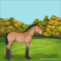 Horse Color:Bay 
