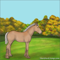 Horse Color:Silver Bay 