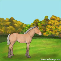 Horse Color:Silver Bay Roan 