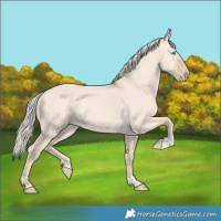 Horse Color:Cremello Dun 
