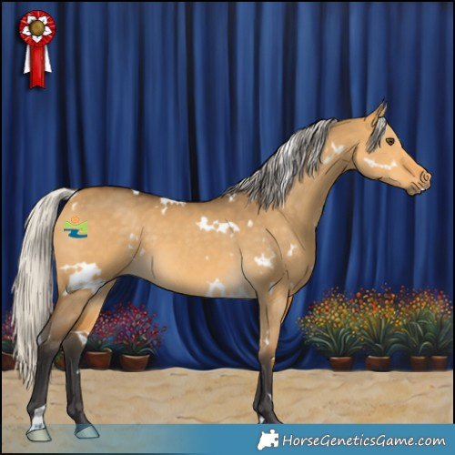Horse Color:White Spotted Silver Buckskin Dun 