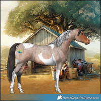 Horse Color:Bay Roan Tobiano 