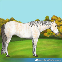 Horse Color:White Spotted Buckskin Dun Rabicano  and White Spotted Bay Dun Rabicano 