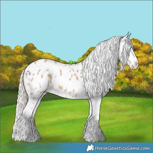 Horse Color:Silver Brown Dun Appaloosa 