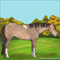 Horse Color:Amber Champagne Tobiano