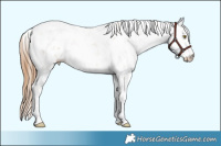 Horse Color:Chestnut Pearl Sabino
