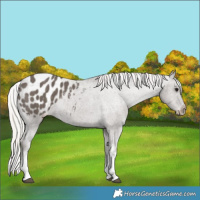Horse Color:White Spotted Silver Black Appaloosa 
