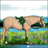 Horse Color:Gold Champagne 
