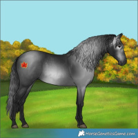 Horse Color:Unknown 