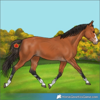 Horse Color:Unknown 