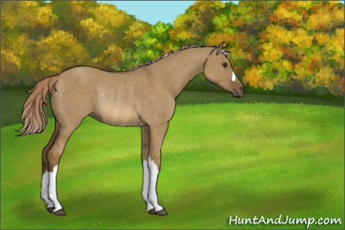 Horse Color:Chocolate Palomino Dun Rabicano
