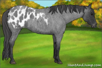 Horse Color:Blue Roan Appaloosa