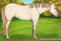 Horse Color:Gold Champagne Dun 