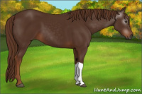 Horse Color:Gray Chestnut 