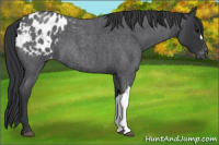 Horse Color:Blue Roan Appaloosa