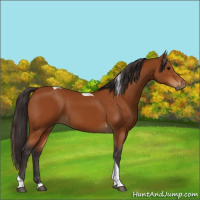 Horse Color:Buckskin Tobiano 