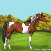 Horse Color:Buckskin Tobiano 