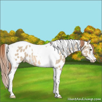 Horse Color:Red Dun Splash Tobiano Appaloosa