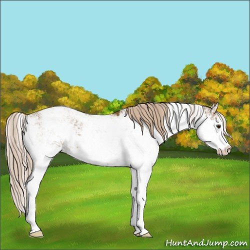 Horse Color:Chocolate Palomino Sabino 