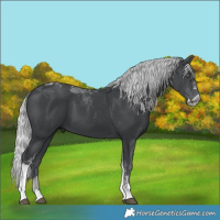Horse Color:Silver Black Chinchilla Tobiano 