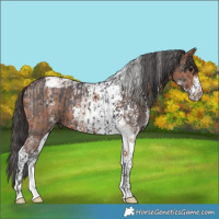 Horse Color:Smoky Black Sabino Tobiano and Bay Sabino Tobiano