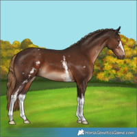 Horse Color:White Spotted Liver Chestnut 