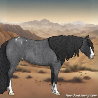 Horse Color:Blue Roan Sabino Appaloosa 