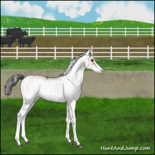 Horse Color:Brown Sabino Rabicano  and Bay Sabino Rabicano 