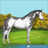 Horse Color:Brown Roan Splash Frame 