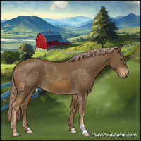 Horse Color:Chocolate Palomino Roan