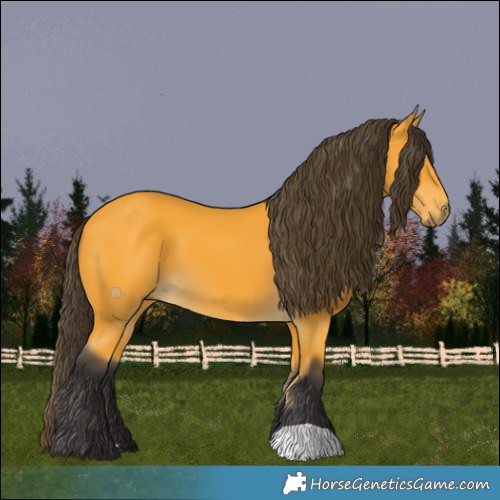 Horse Color:Buckskin 
