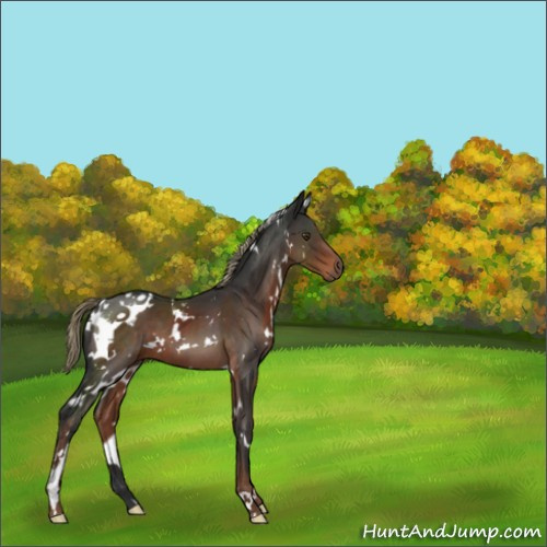 Horse Color:White Spotted Liver Chestnut 