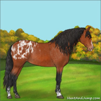 Horse Color:Bay Sabino Rabicano  and Bay Sabino Blanket Rabicano 