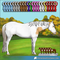 Horse Color:Amber Cream Champagne Splash Tobiano Frame Rabicano