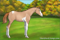 Horse Color:Gold Champagne Splash Tobiano Appaloosa Rabicano